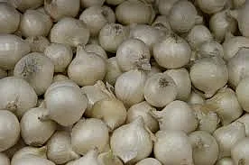 onion