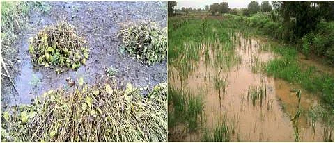 Damage Crops