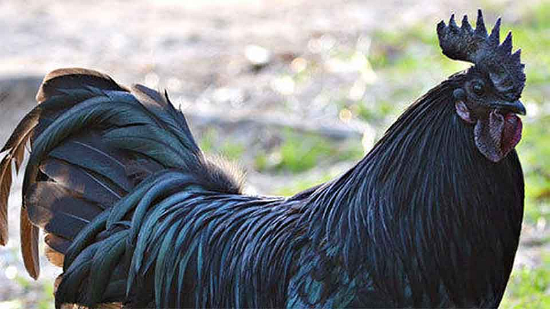 कडकनाथ कोंबडी फसवणूक प्रकरणी 600 तक्रारी