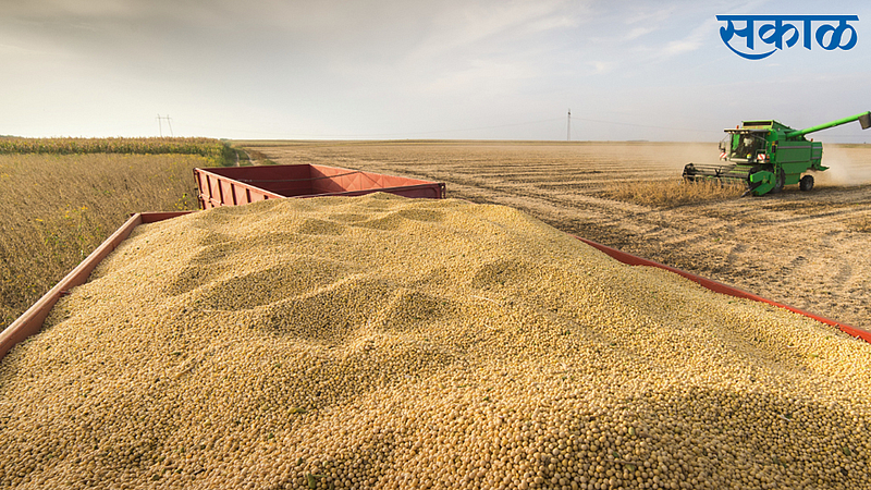 soybean import increase in amravati apmc