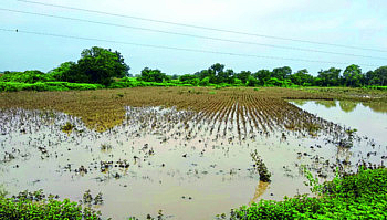 Untimely rains