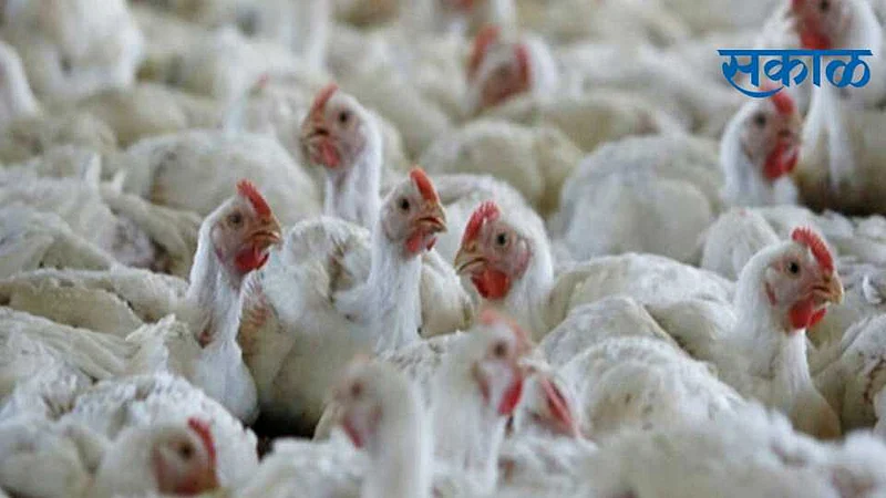 bird flu outbreak in nagpur