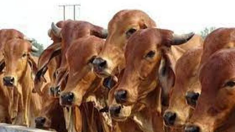 A Traveling veterinary hospital has been started at Shrirampur.jpg