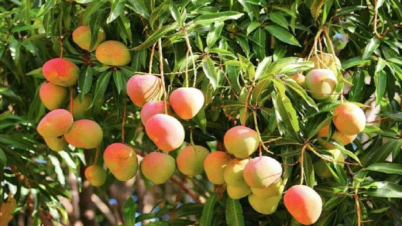 Initiative of Mahakesar Mango Growers Association for growth of saffron mango area in Maharashtra