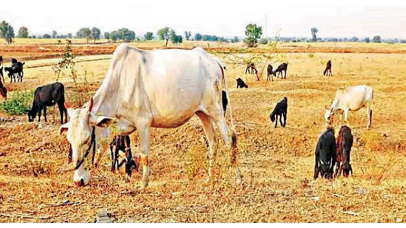 जनावरे