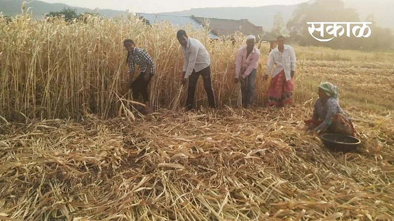 Satara Latest Marathi News}