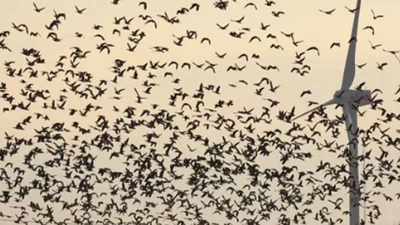 Birds