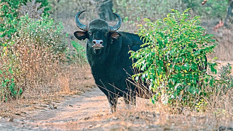 अशा रानगव्यांसाठी ‘चांदोली’ प्रसिद्ध आहे. (छायाचित्र : करणराज गुजर)
