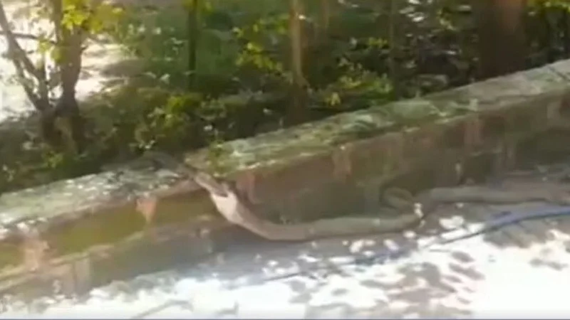 Cobra_Snake
