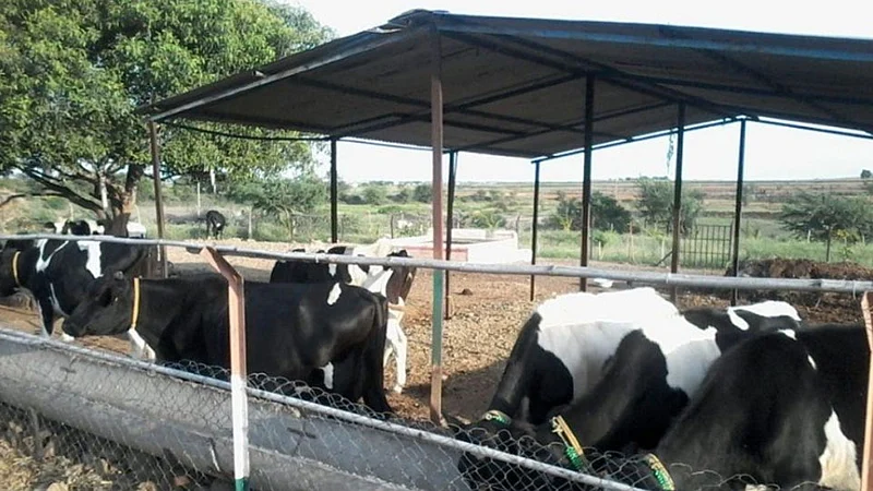 Cow