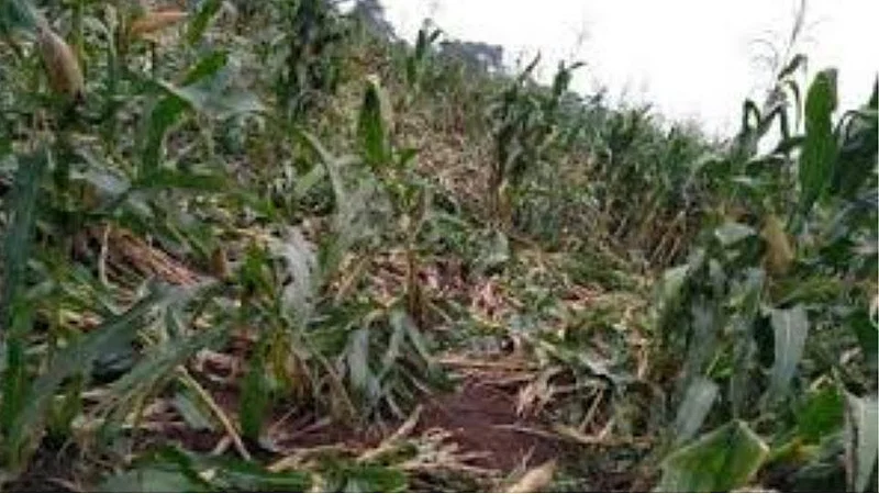 Rains in various parts of Buldana district have caused severe damage to crops