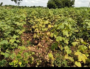 धुळ्यात कपाशी पिकावर लाल्या सदृश्य रोगामुळे शेतकरी हैराण