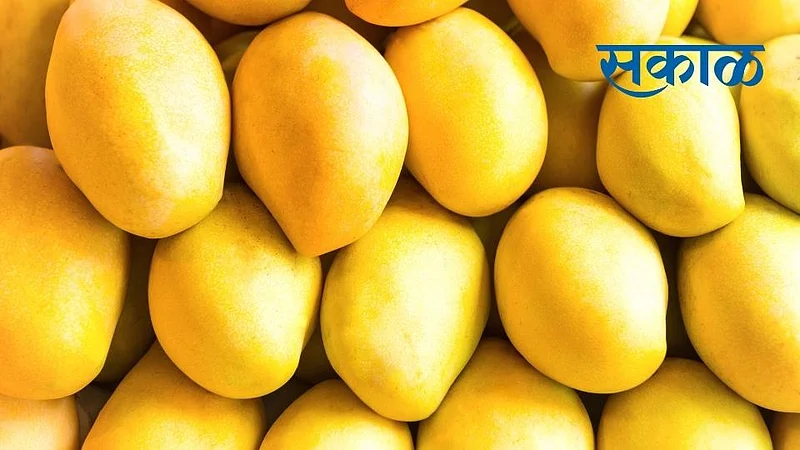 Devgad Hapus Mango Market Yard