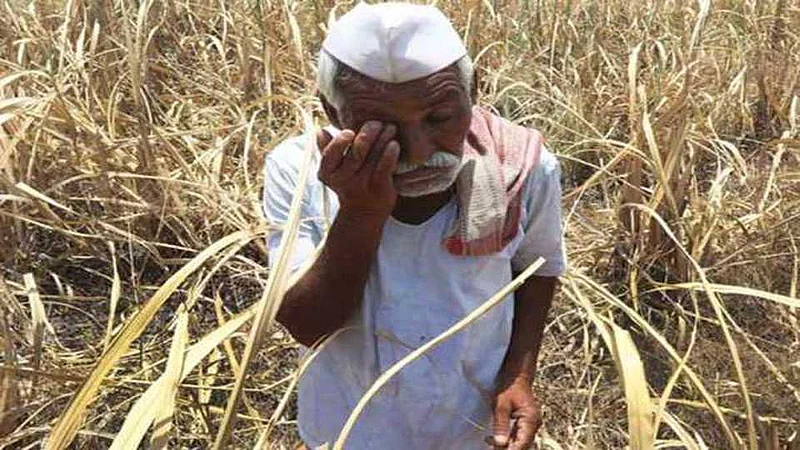 Farmer 4.jpg
