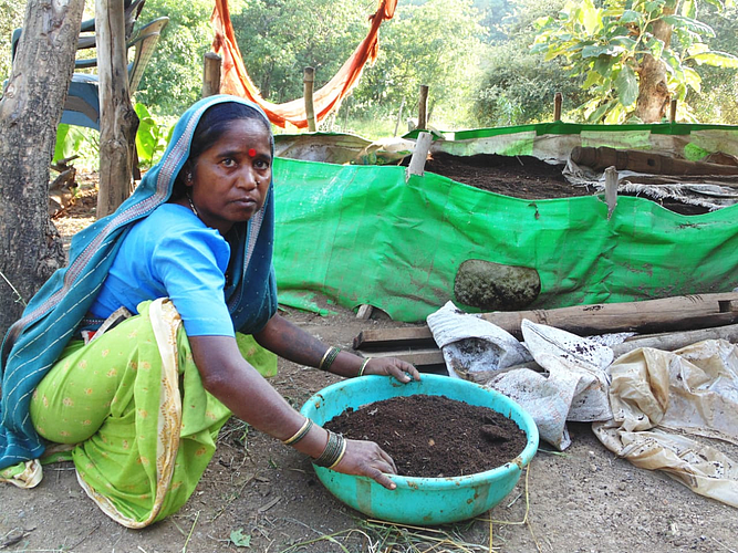 Technically farmed by Shantabai Khandu Dhande of Akole taluka