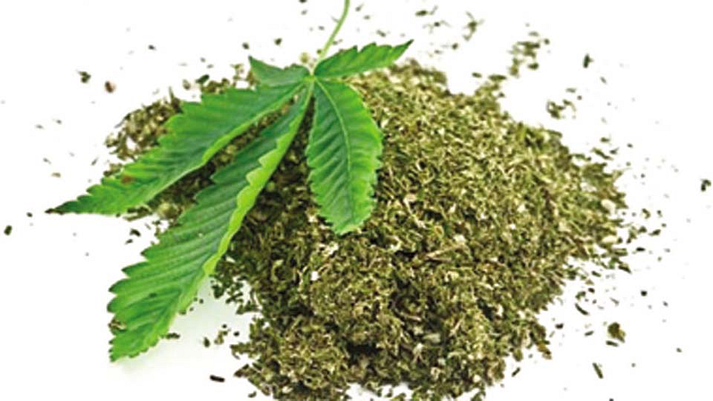 Ganja