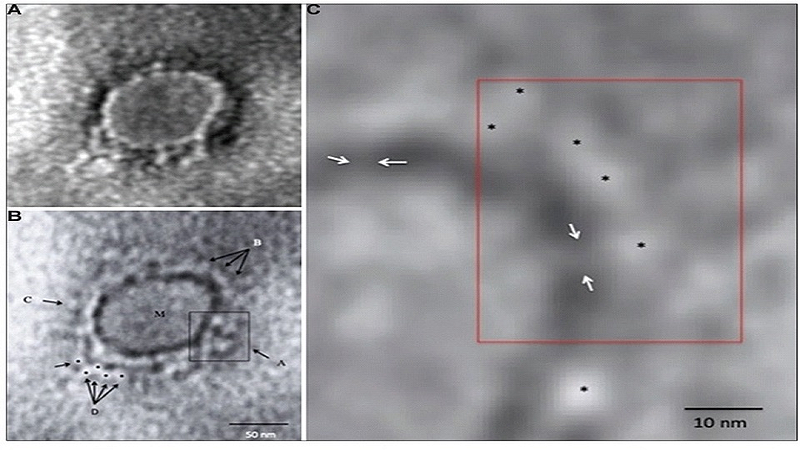 Indian scientists succeed in capturing Corona's image