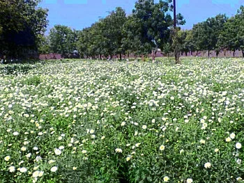 rose farm