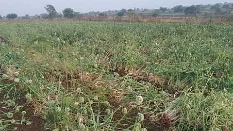 Ahmednagar district farmers have to pay Rs 8000 for onion seeds