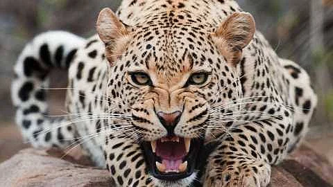 The professor was frightened by the leopard