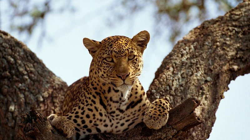 Leopard