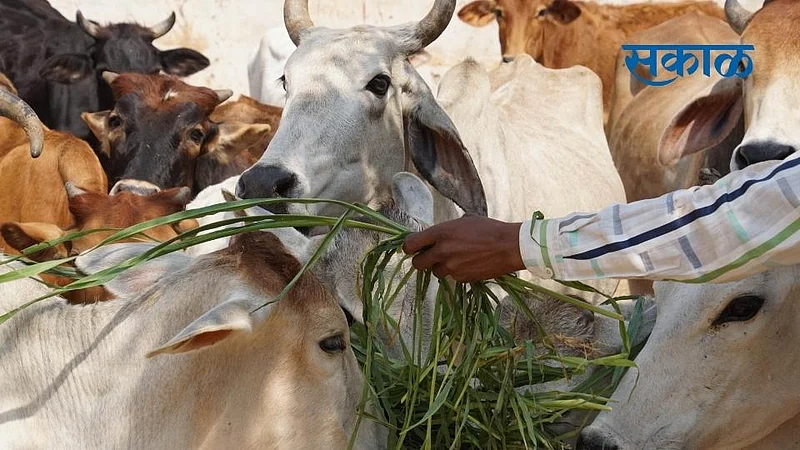 Livestock Supervisor Vacant posts will be filled by external sources}