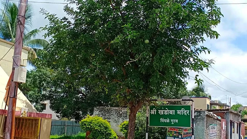 बेलाच्या झाडाचे हे औषधी गुणधर्म तुम्हाला माहिती आहेत का?
