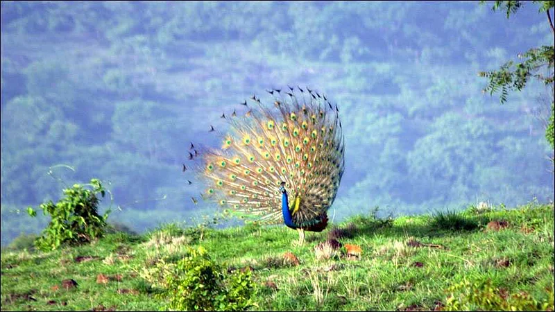 The count of peacocks in Ambi Khalsa suddenly decreased