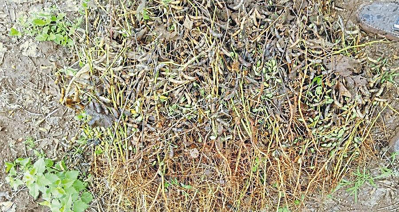 Soyabean breaks down in Talegaon
