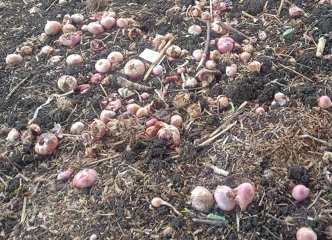 As the Solapur Agricultural Produce Market Committee is closed farmers onions fall on thousands of hectares