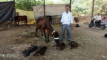 ढोर बाजारात विक्रीसाठी आली आणि गायीने आश्चर्यकारक अशी लाखात एक घटना घडवली