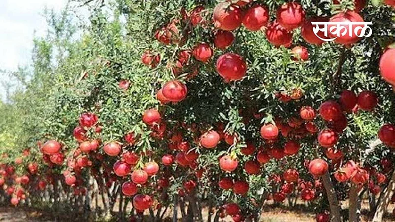 Pomegranate_Sakal}
