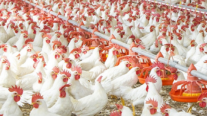 Man taking production of 10 lakh kilogram of chicken in Amravati