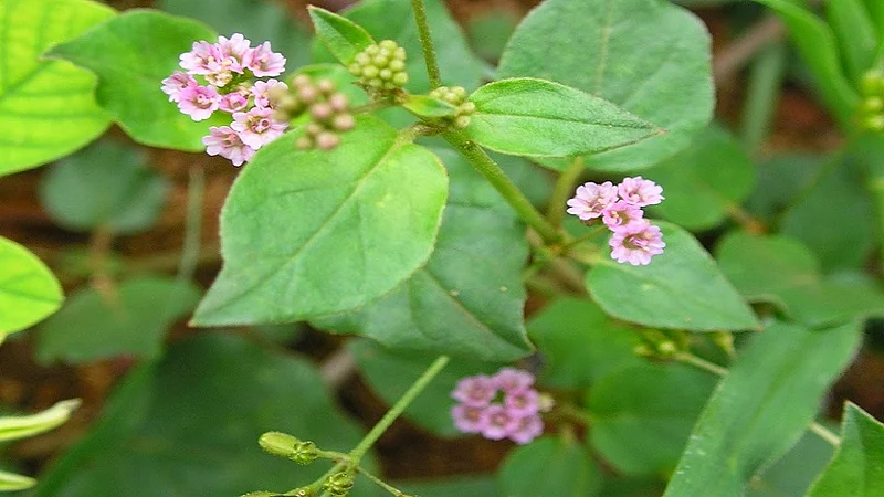 Annapaanvidhi Shakvarga