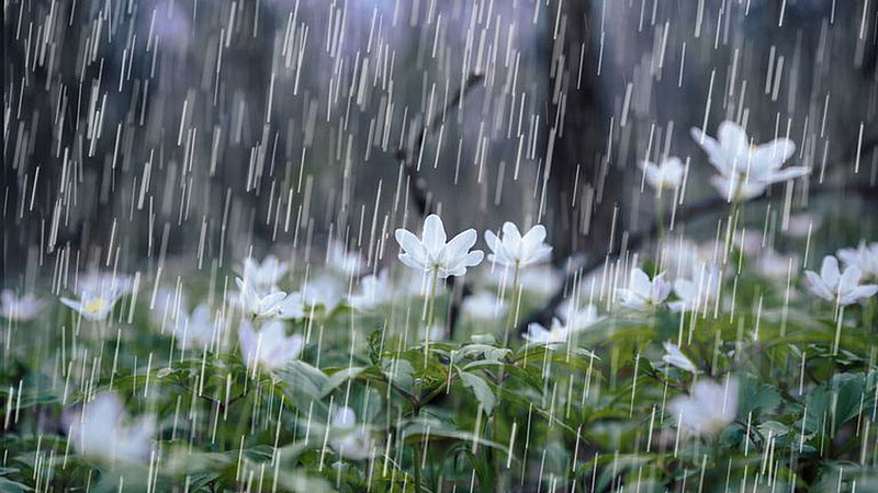 Rain