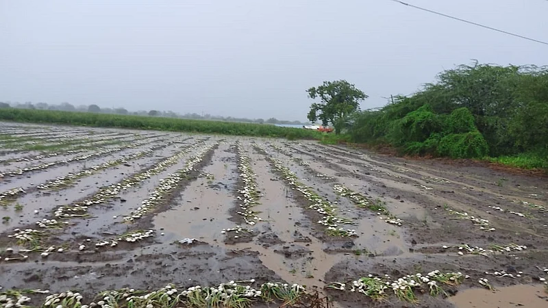Rain Damaged Onions In Paranda Block