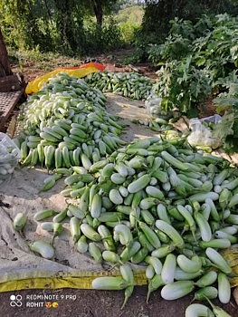कोरोना संकटातही शहापूरच्या शेतकऱ्यांने एकरी चार लाखाचे मिळवीले उत्पन्न