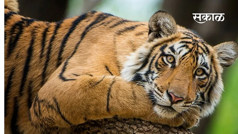 Fear of death was burnt in the stove tiger attack in gadchiroli district}