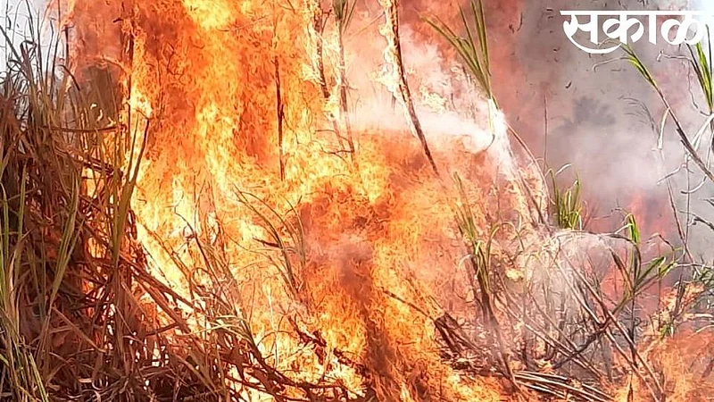 40 acres of sugarcane burnt kolhapur padali khurd}