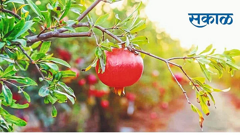 Atpadi leads in the state for red pomegranate}