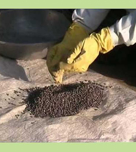 Seed Treatment