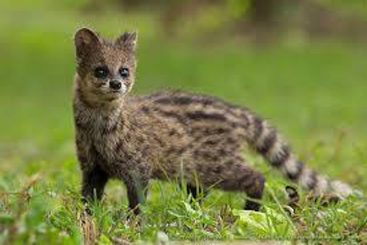Indian small Siwet cat