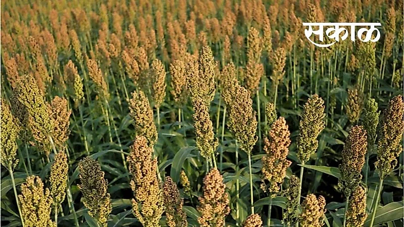 Sorghum