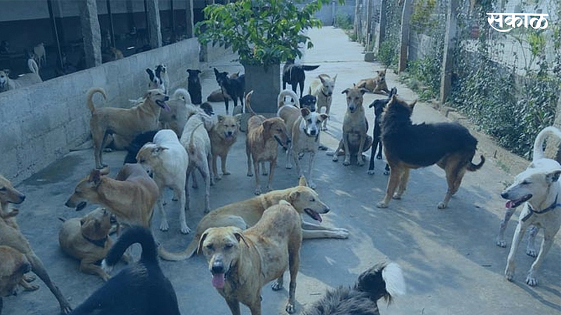 Dog News