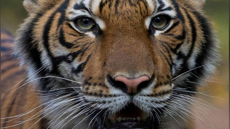 प्राण्यांनाही होतोय कोरोना; वाचा कोणते प्राणी आहेत ते...