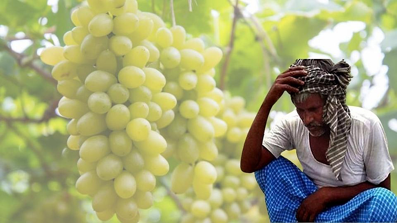 grapes farming