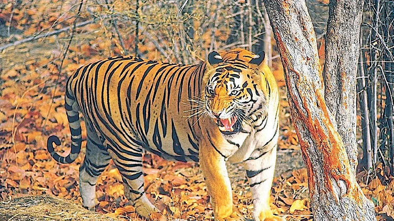 Tiger