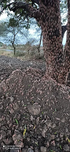 What damage is done to agriculture by lousts