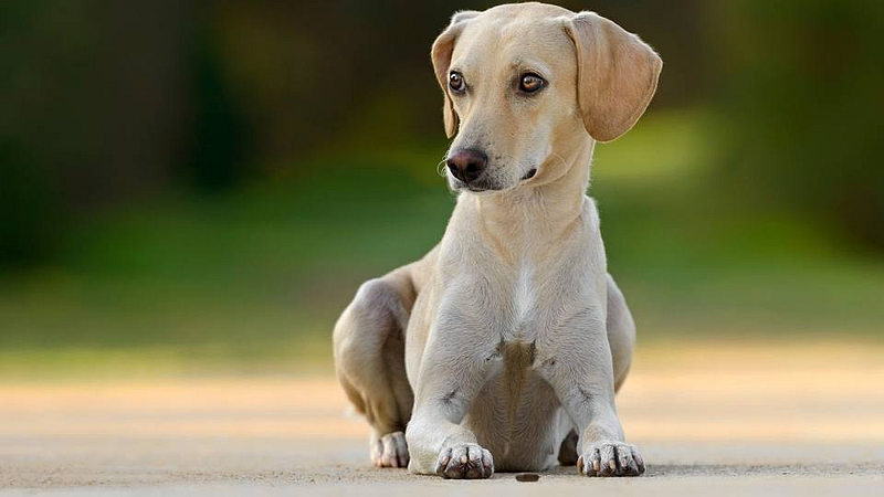 dog