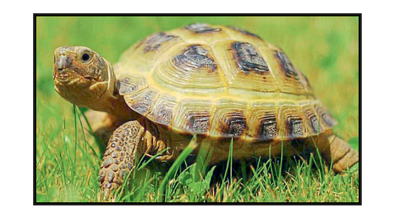 Sindhudurg has come forward to tighten the boundaries of wildlife trafficking marathi news
